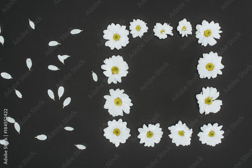top view of frame of daisies with copy space over black background