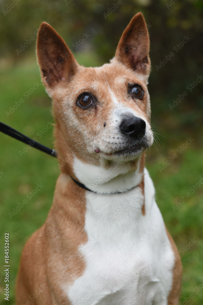 old adult red Basenji dog portrait on nature