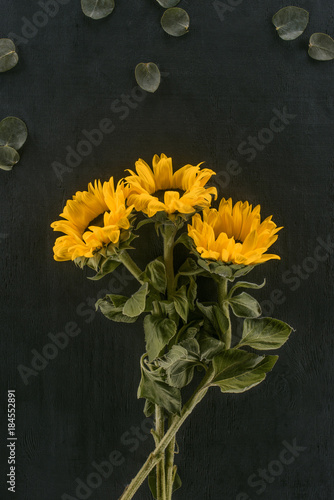 beautiful blooming sunflowers isolated on black
