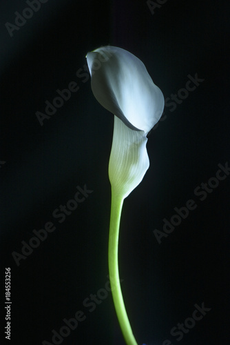 beautiful calla lily flower isolated on black