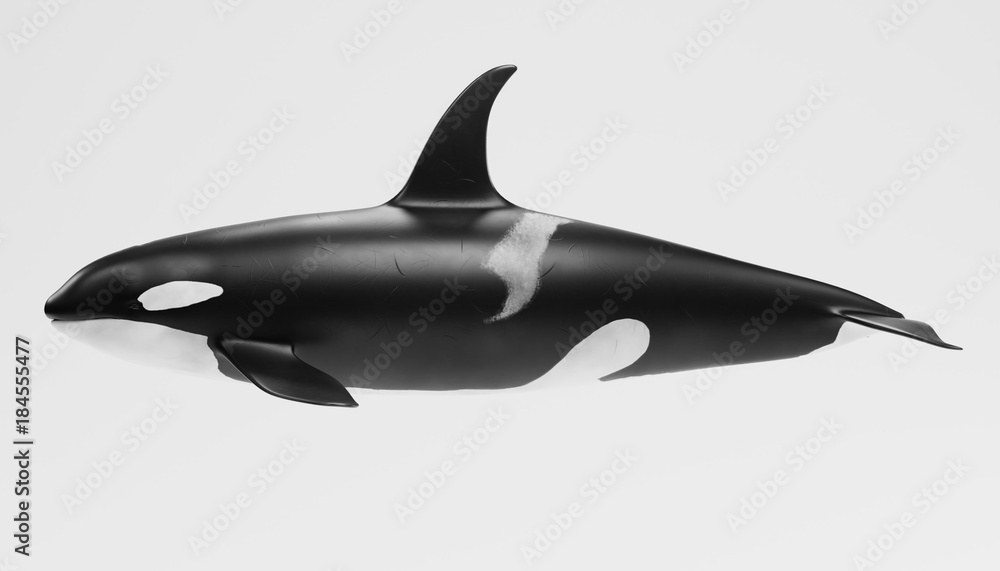 Obraz premium Realistic 3D Render of Killer Whale