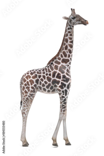 Fototapeta Naklejka Na Ścianę i Meble -  Realistic 3D Render of Giraffe (Rothschild)