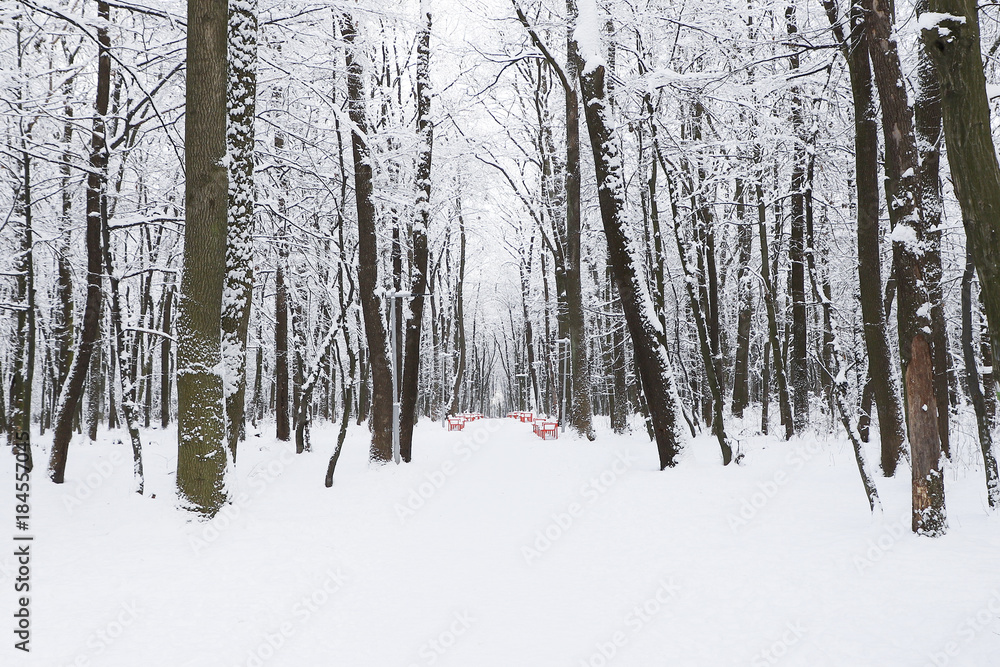 Fototapeta premium Snawfall in the forest.