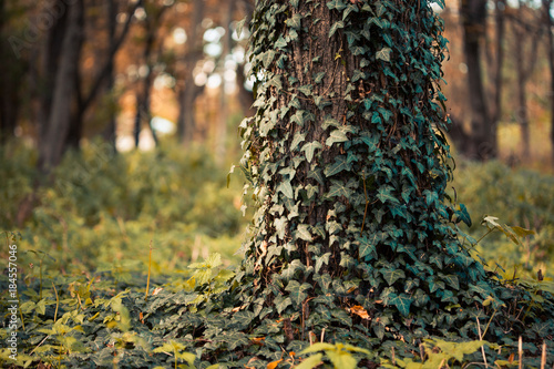 A beautiful photo of an ivy that grows along the tree trunk