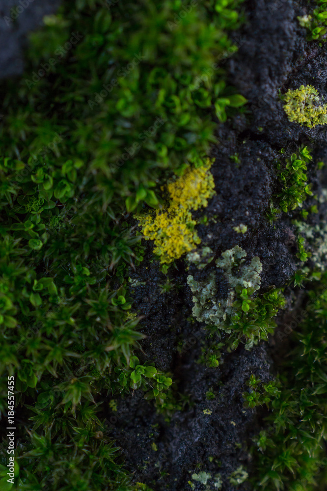 moss on bark detail moss on bark detail
