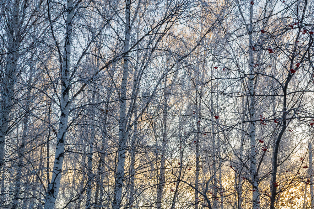 trees covered with snow on sky background trees covered with snow on sky background