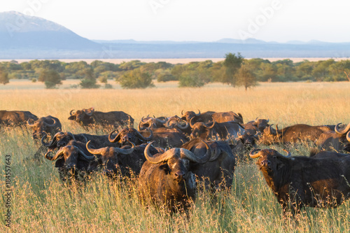 A large herd of African buffaloes in the Serengeti. Tanzania