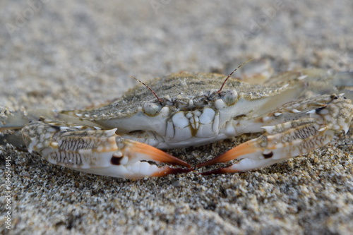 wild crab texture