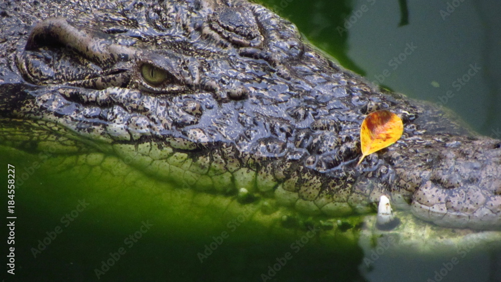 Fototapeta premium Close-Up of Alligator in Water