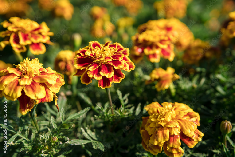 French marigolds are blooming. Colorful and beautiful And when natural sunlight. The cool, refreshing French marigolds are blooming. Colorful and beautiful And when natural sunlight. The cool, refreshing