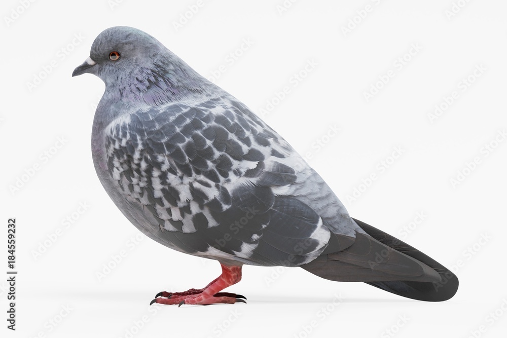 Naklejka premium Realistic 3D Render of Pigeon