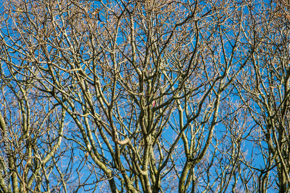 Leafless Aged Trees Against a Clear Blue Sky