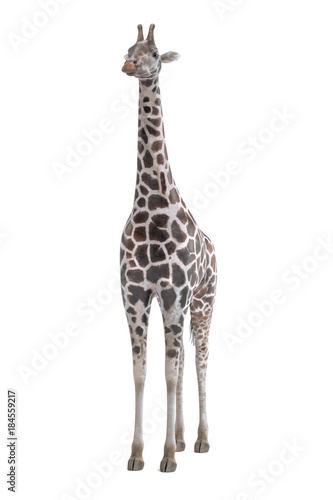 Realistic 3D Render of Giraffe (Rothschild) © bescec