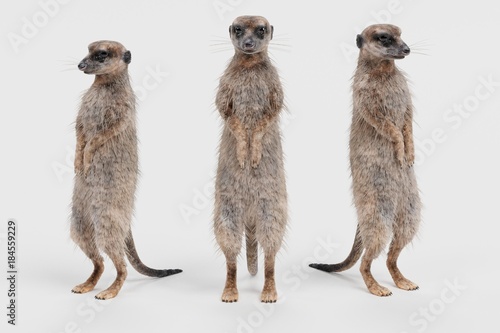 Realistic 3D Render of Meerkat