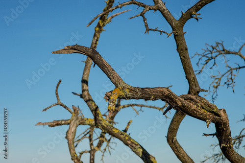 Leafless Aged Trees Against a Clear Blue Sky