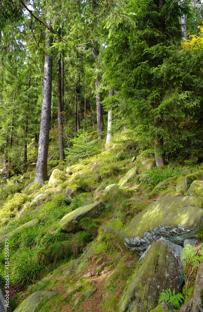 Fototapeta premium Wald mit Stein und Laub mit Moos bedeckt Schwarzwald in Deutschland im Herbst