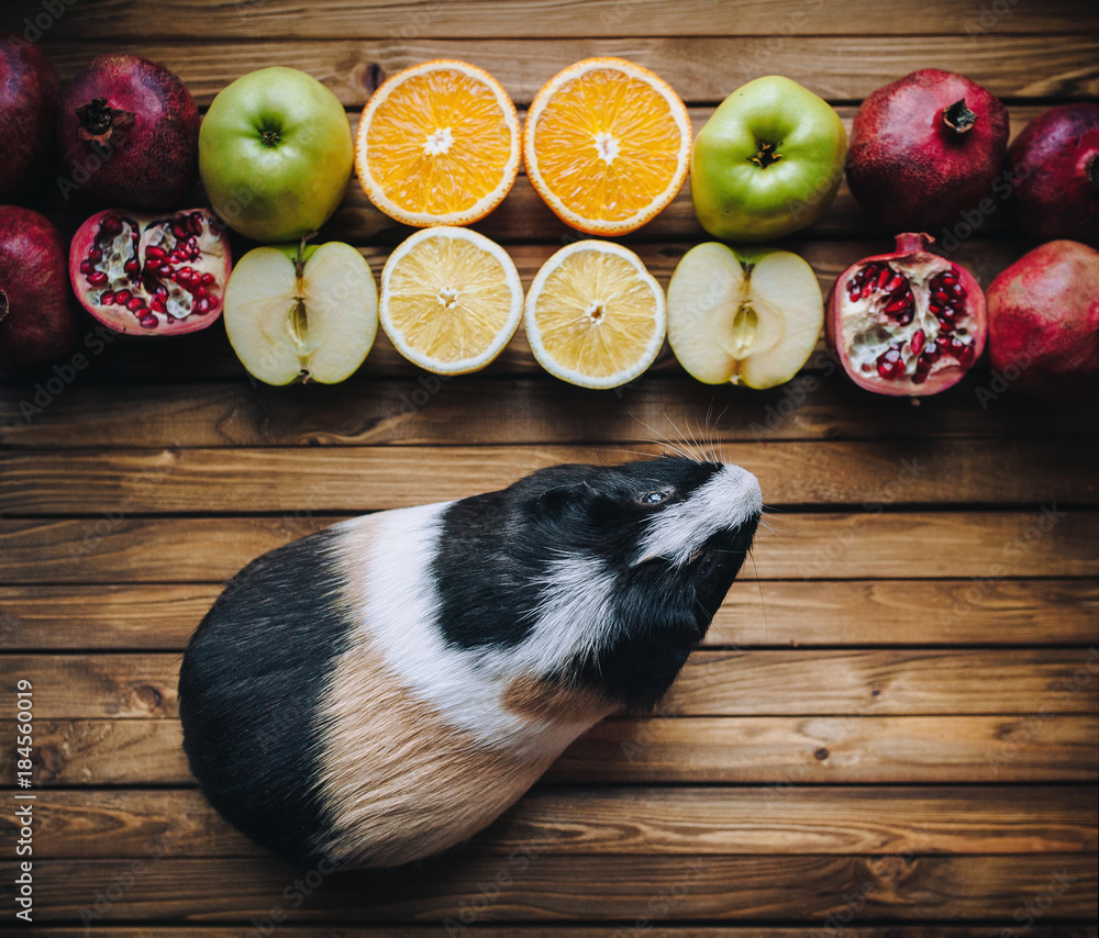 Guinea Pig wants to try juicy fruit. Apples oranges lemons