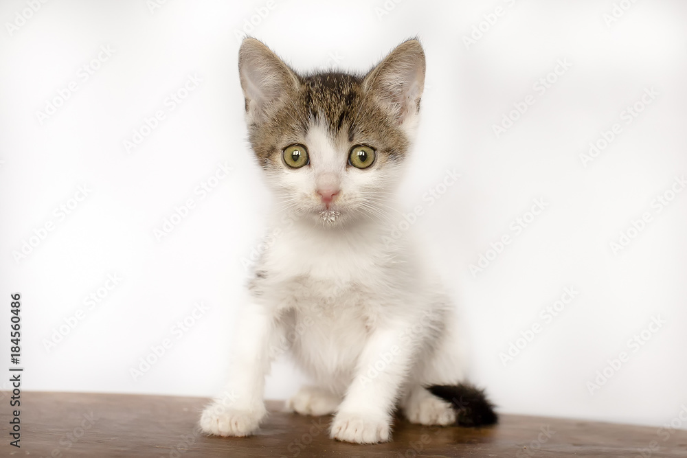 frightened kitten. Sits on the floor. looks into the camera. Color mottled.