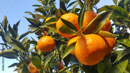 Mandalina Ağacı