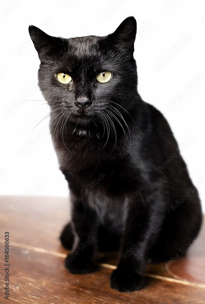 Black cat, isolated on white background. looks into the camera