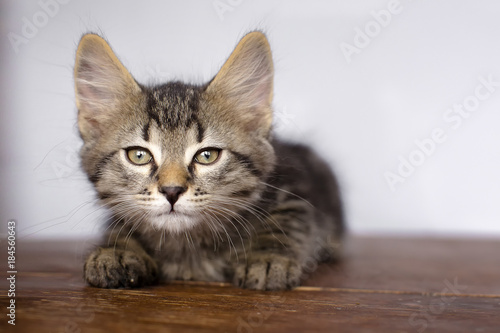 small motley kitten. Sits on the floor, looks at the camera.