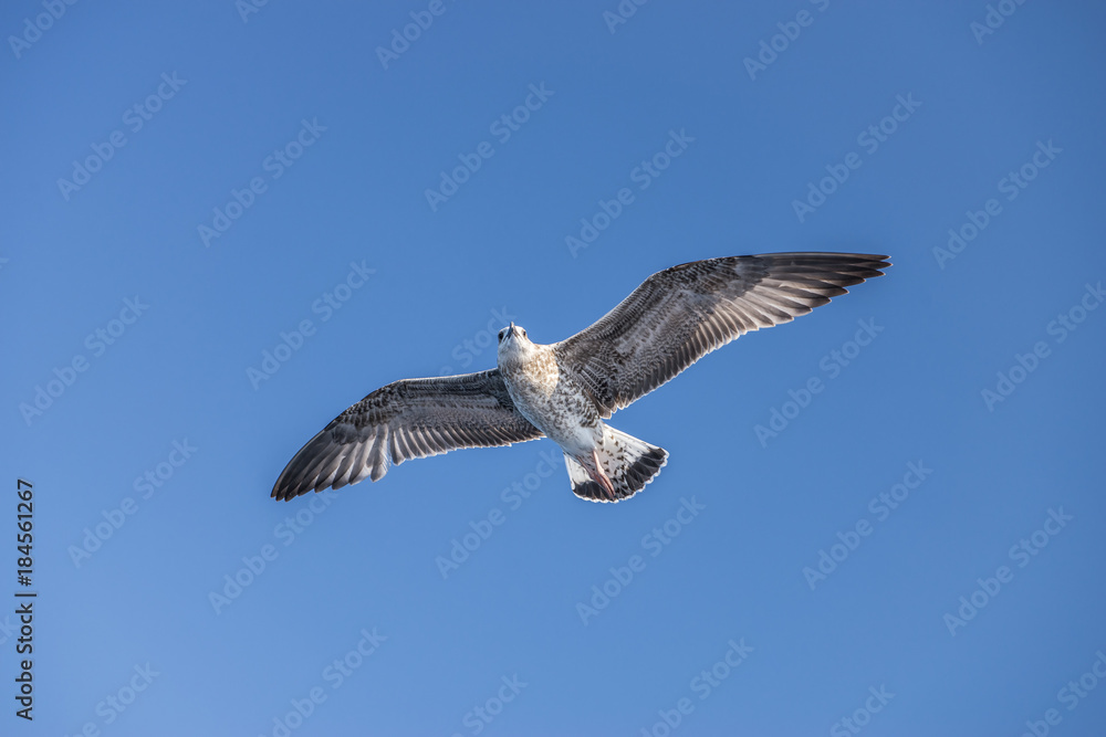Naklejka premium seagull bird flying view from below