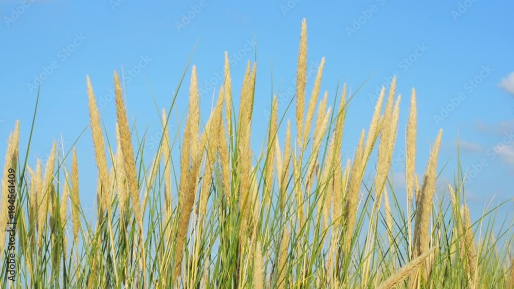 beach grass coastal defence North Sea Frisian islands close blue sky beach grass coastal defence North Sea Frisian islands close blue sky