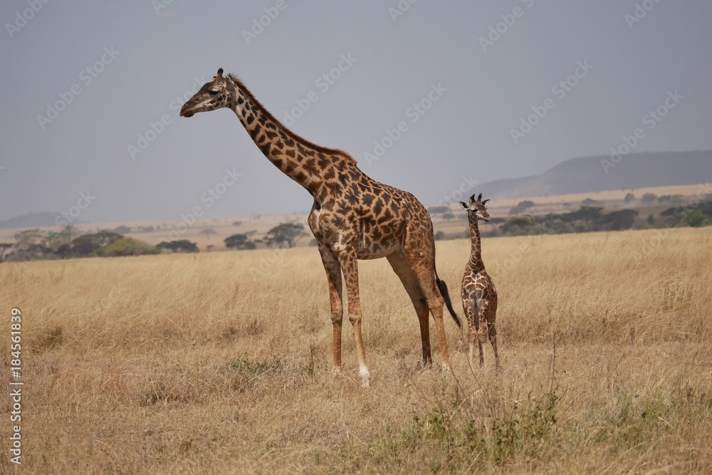 Giraffe in the Serengeti Giraffe in the Serengeti