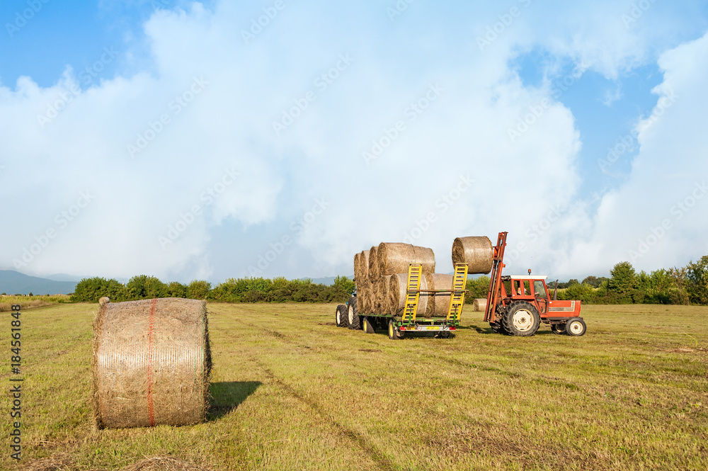 Fototapeta premium Agricultural scene. Tractor lifting hay bale on barrow.