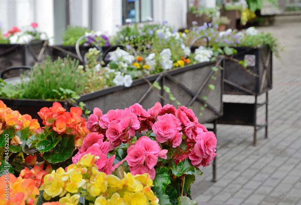 Obraz premium Street decoration by flowers