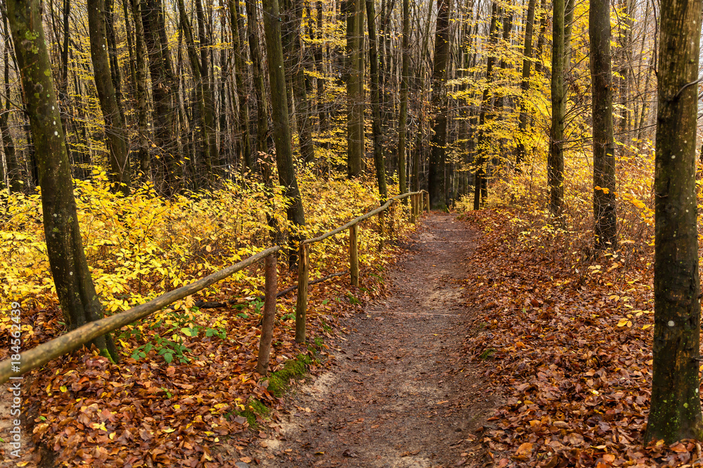 Obraz premium path in the autumn forest, wooden steps in the autumn forest, Pathway through the autumn forest