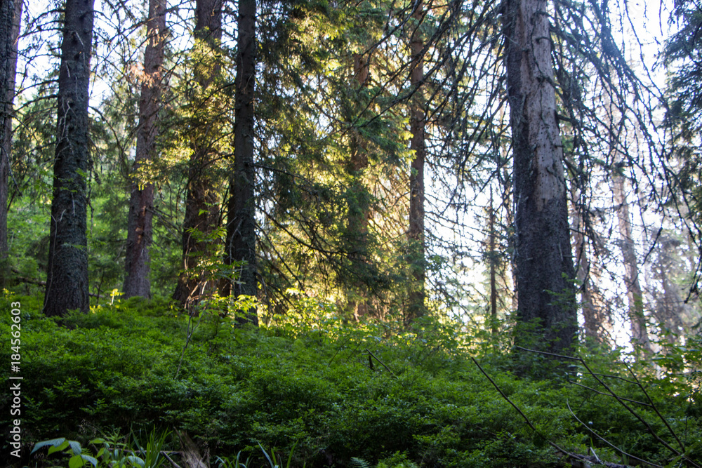 Landscape of the mountains and mountain natural green forest. Carpathian mountains. Europe. Ukraine. Landscape of the mountains and mountain natural green forest. Carpathian mountains. Europe. Ukraine.