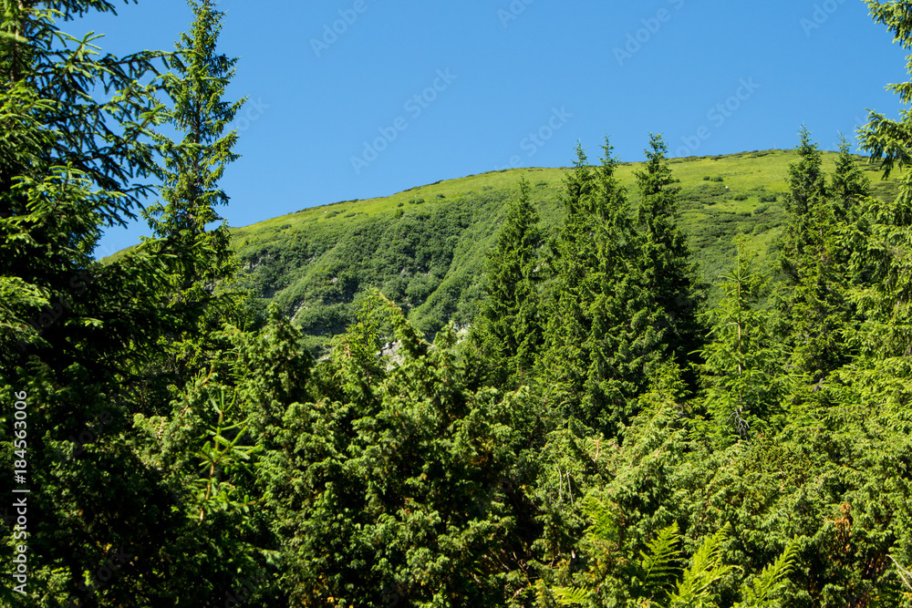 Landscape of the mountains and mountain natural green forest. Carpathian mountains. Europe. Ukraine.