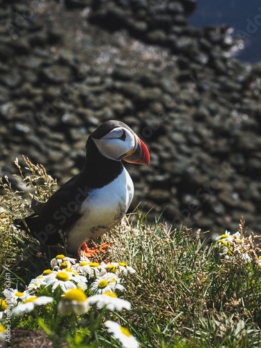 beautiful puffin with chamomiles at Latrabjarg Bird Cliffs in Iceland
