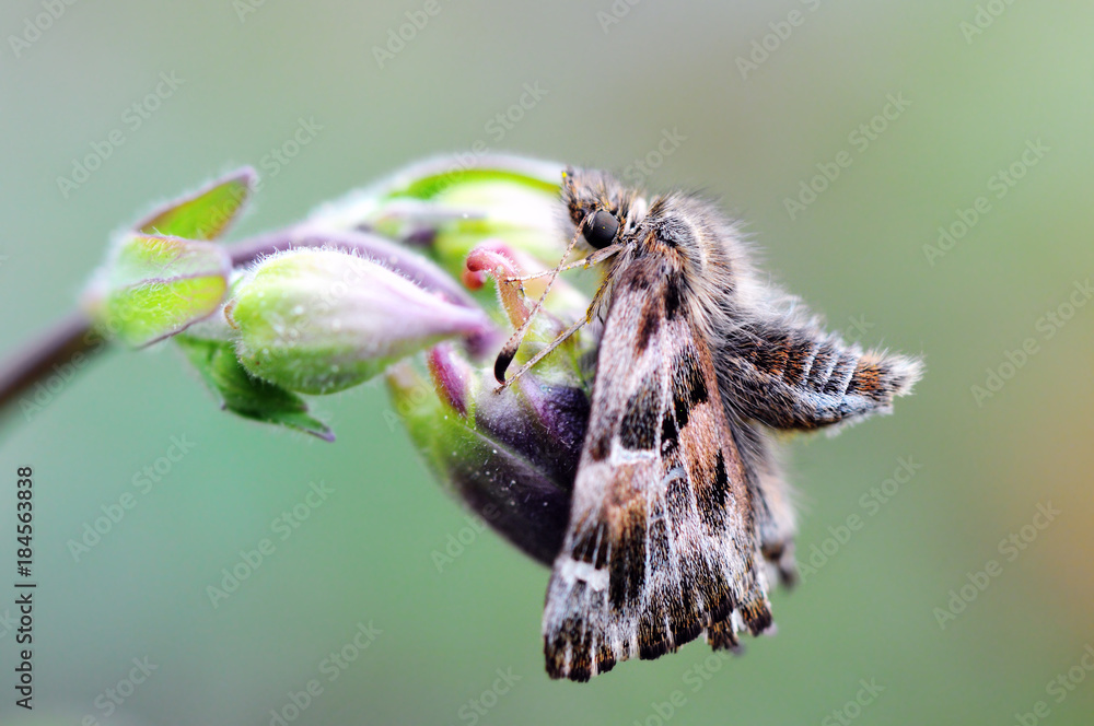 Naklejka premium mallow skipper (Carcharodus alceae) butterfly