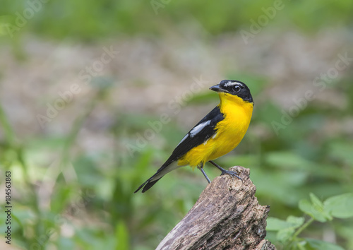Beautiful bird in nature Yellow-rumped Flycatcher © sakda