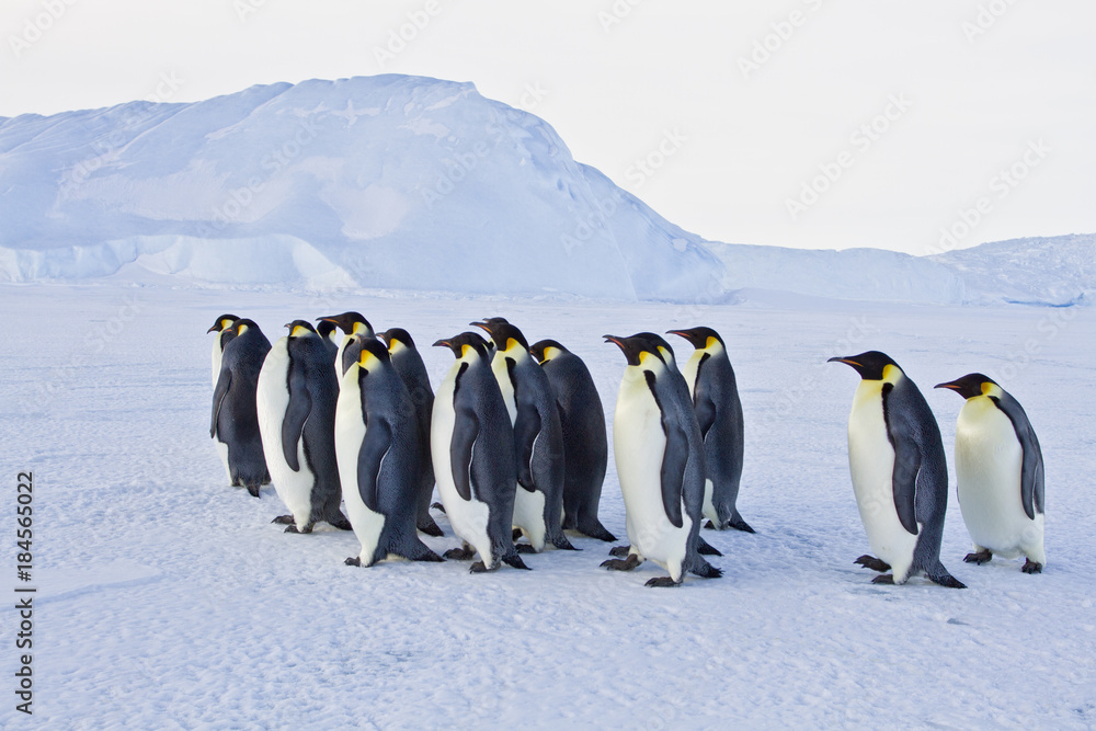 Fototapeta premium Emperor penguins(aptenodytes forsteri) walking on the ice amongst icebergs in the sea Davis