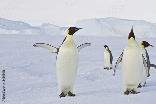 Emperor penguins aptenodytes forsteri  walking on the ice amongst icebergs in the sea Davis