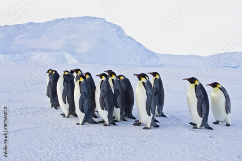 Emperor penguins aptenodytes forsteri  walking on the ice amongst icebergs in the sea Davis