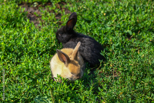 black and red little funny rabbit with long ears