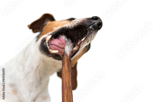 Plakat w ramie Jack Russell Terrier - Cute little dog eats and chews with enjoyment - isolated against white background