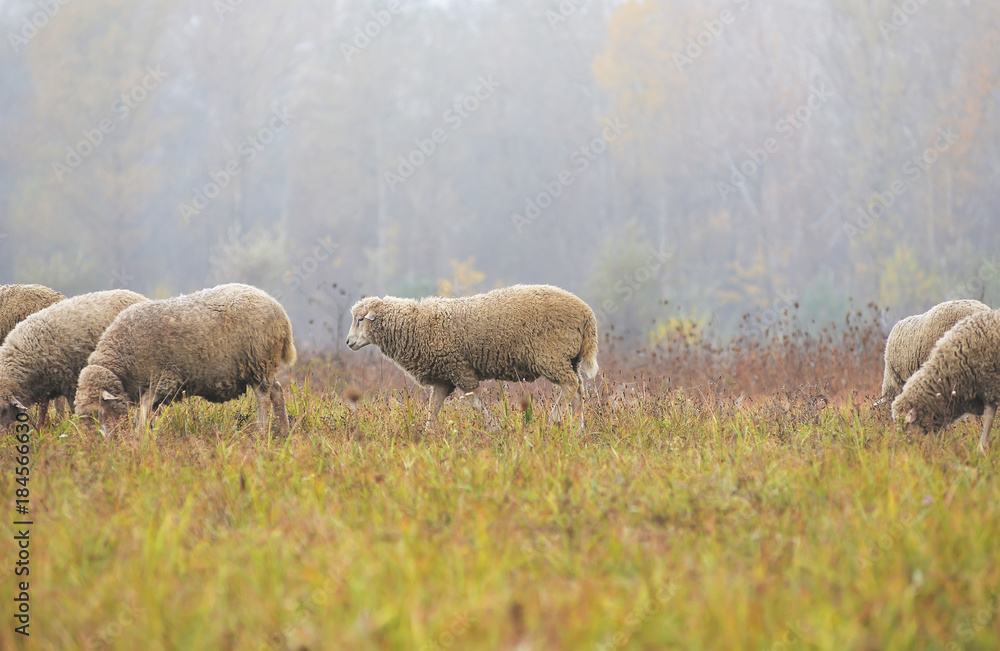 Obraz premium Sheep grazing in the field in the morning