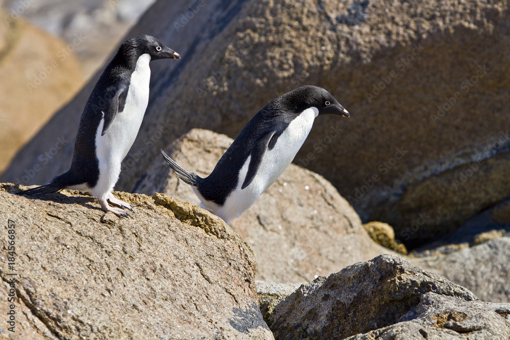 Obraz premium The Adelie penguin(pygoscelis adeliae)jumping from stone island Haswell