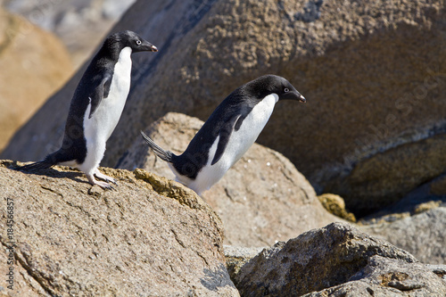 The Adelie penguin(pygoscelis adeliae)jumping from stone island Haswell