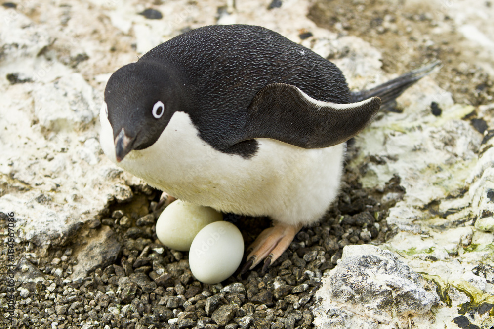 Adelie Penguins