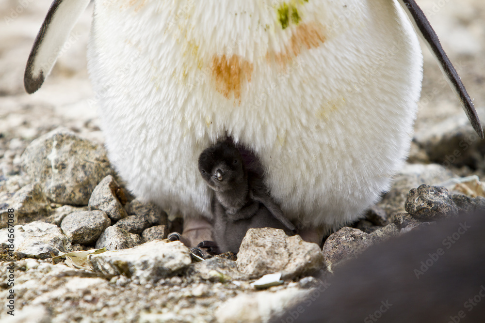 The Adelie penguin(pygoscelis adeliae)on nest with chick on cliffs of Haswell island,Antarctica The Adelie penguin(pygoscelis adeliae)on nest with chick on cliffs of Haswell island,Antarctica