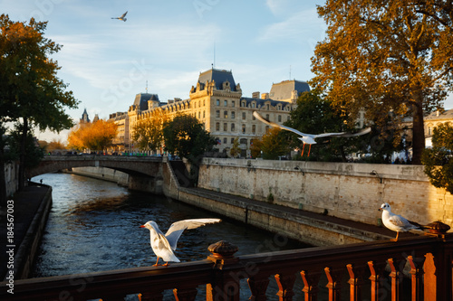 Birds in Paris. View from Pont au Double photo