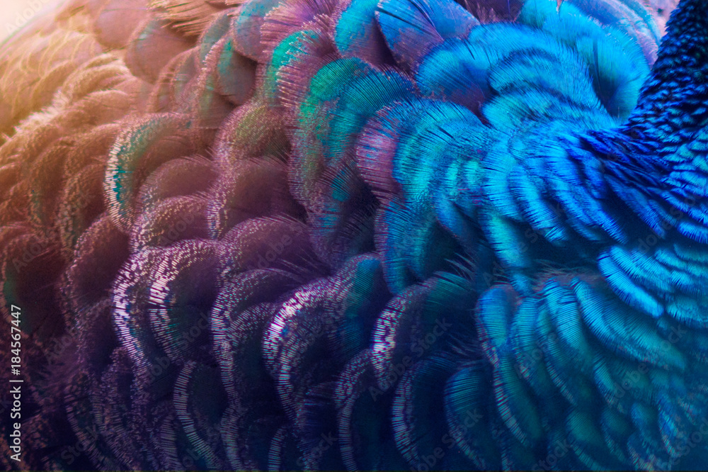 Fototapeta Pawi upierza błękitnego purpury kropki wzoru błękita tło