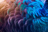Close up of Peacock feathers 