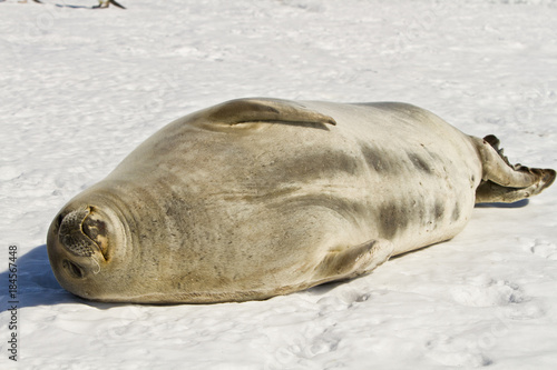 Weddell seal(leptonychotes weddellii)resting on the ice of Davis sea
